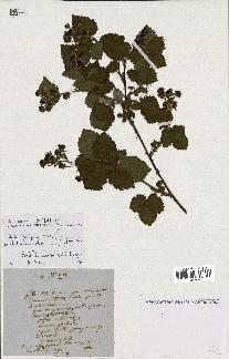 spécimen de Rubus fastigiatus