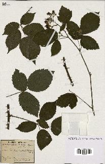 spécimen de Rubus carpinifolius