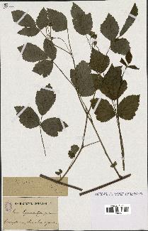 spécimen de Rubus caesius