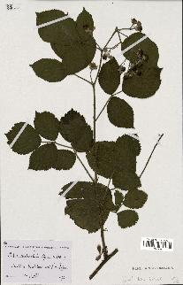 spécimen de Rubus clethrophilus