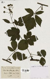 spécimen de Rubus clethrophilus