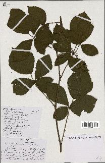 spécimen de Rubus sp.