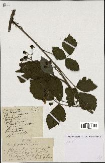 spécimen de Rubus sp.