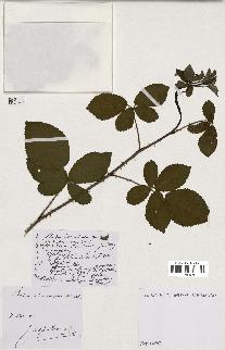 spécimen de Rubus divaricatus