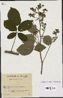 spécimen de Rubus candicans