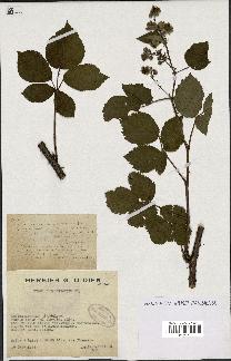 spécimen de Rubus carpinifolius