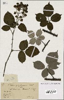 spécimen de Rubus propinquus