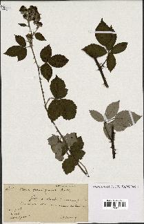 spécimen de Rubus propinquus