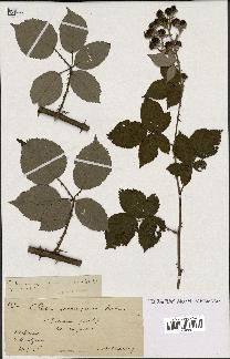 spécimen de Rubus propinquus