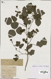 spécimen de Rubus caesius