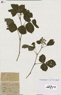 spécimen de Rubus caesius