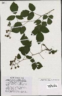 spécimen de Rubus glandulosus