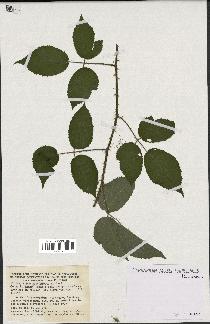 spécimen de Rubus glandulosus