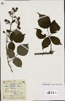 spécimen de Rubus winteri