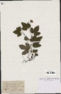 spécimen de Rubus arcticus