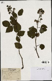 spécimen de Rubus affinis