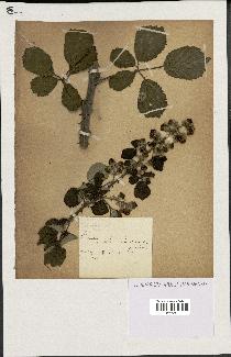 spécimen de Rubus ulmifolius