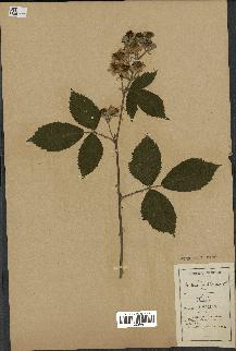 spécimen de Rubus fruticosus