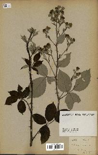 spécimen de Rubus fruticosus