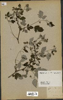 spécimen de Rubus idaeus