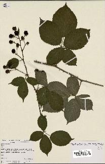 spécimen de Rubus constrictus