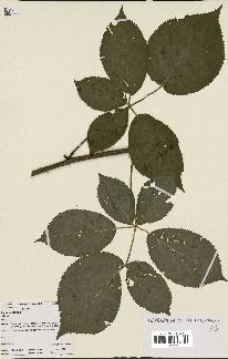 spécimen de Rubus constrictus