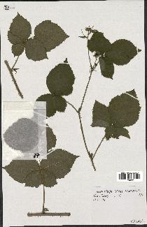 spécimen de Rubus caesius