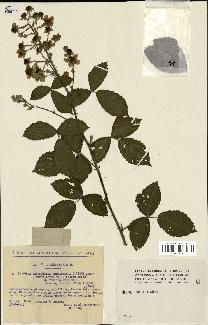 spécimen de Rubus thyrsoideus