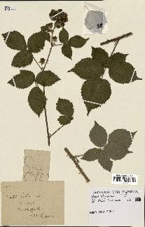 spécimen de Rubus thyrsoideus