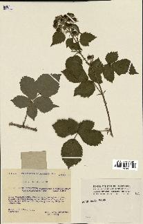 spécimen de Rubus thyrsoideus