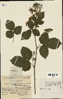 spécimen de Rubus thyrsoideus