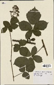 spécimen de Rubus thyrsoideus