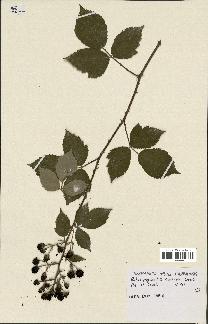 spécimen de Rubus thyrsoideus