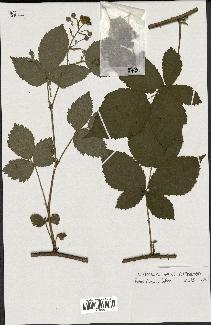 spécimen de Rubus caesius x bifrons