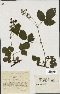 spécimen de Rubus caesius x bifrons