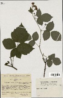 spécimen de Rubus caesius x bifrons