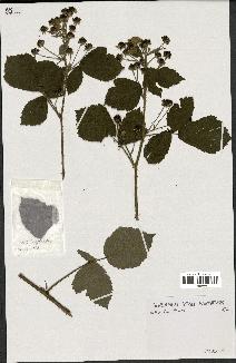 spécimen de Rubus virgultorum