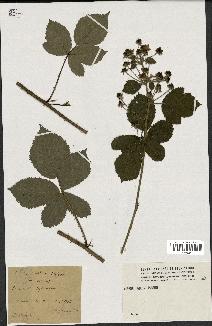 spécimen de Rubus virgultorum