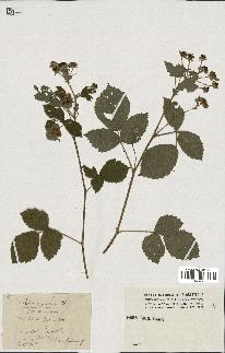 spécimen de Rubus virgultorum