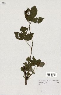 spécimen de Rubus bifrons