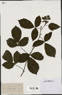 spécimen de Rubus nemorosus