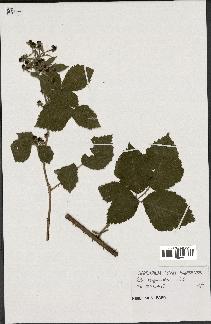 spécimen de Rubus virgultorum