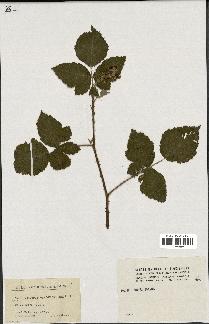 spécimen de Rubus virgultorum