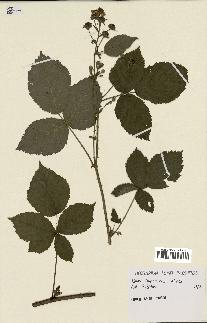 spécimen de Rubus thyrsoideus
