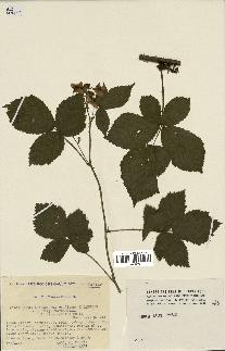 spécimen de Rubus thyrsoideus