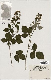 spécimen de Rubus thyrsoideus