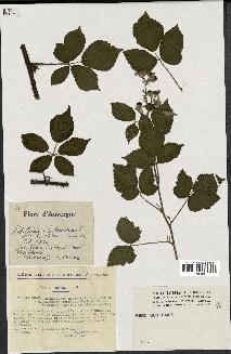 spécimen de Rubus thyrsoideus