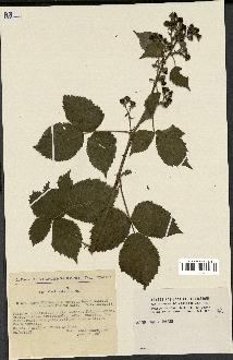 spécimen de Rubus thyrsoideus