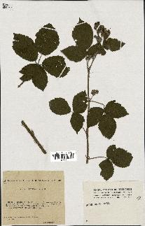 spécimen de Rubus mougeoti