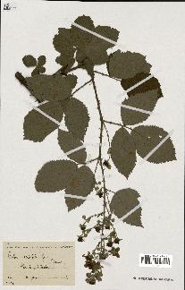 spécimen de Rubus carpinifolius